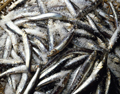 Fish Oil by Wonder Laboratories | Fish Oil Blog