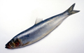 Mercola’s Krill Oil | Fish Oil Blog